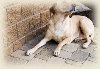 Omni Stone Concrete Pavers